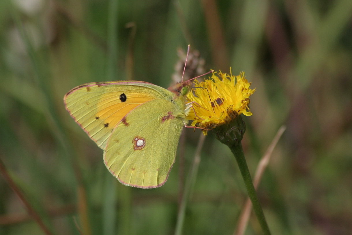 colias crocea? - S, maschio